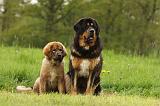 DOGUE DU TIBET 816